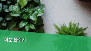 초보 집사도 성공하는 화분 물주기 완벽 가이드