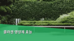 나이 들수록 필수! 콜라겐 영양제 효능 제대로 알고 챙기는 법